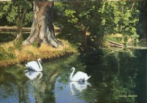 "Swans at Irene Dairy Farm"