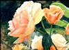 "Light on Orange Roses"