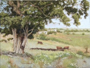 "Cows in Tsitsikamma Meadow"