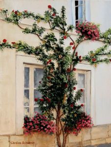 "Espalier Rose"