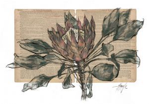 "Latent Vestiges - Protea"