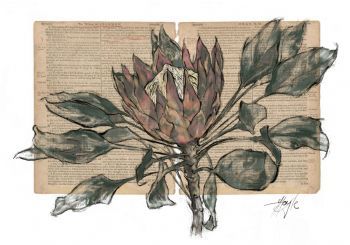 "Latent Vestiges - Protea"