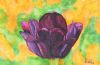 "Purple tulip"