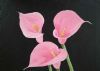 "Pink Arum Lilies"