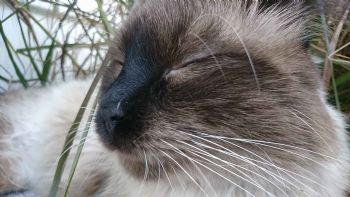 "Sleepy "