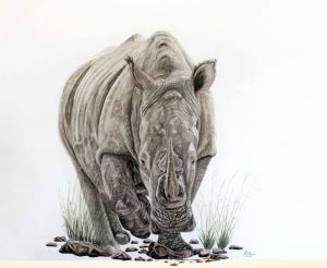 "Endangered White Rhino "