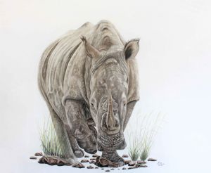 "Endangered White Rhino "