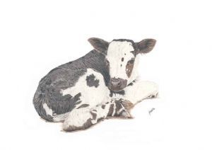 "Nguni Calf"