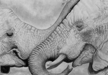 "Elephants nr.2"