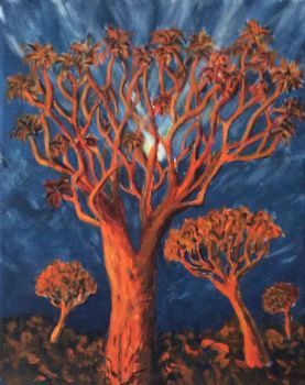 "Kokerboom Quiver Tree"