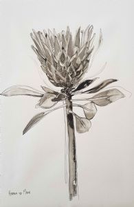 "Fynbos Ink Wash, 'Abundance', Protea"
