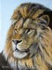"Lion Portrait"