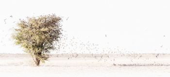 "Tree of Life"