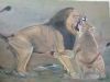"The Lion And Lioness  Fight"