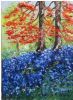 "A Carpet of Bluebells"
