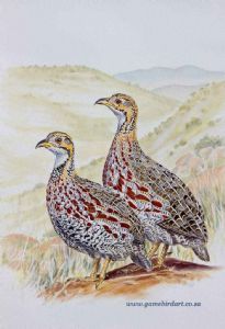 "Shelley's Francolin"