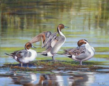 "Pintail Ducks"