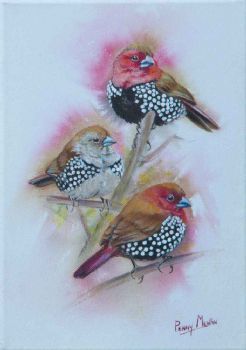 "Pink-throated Twinspots"