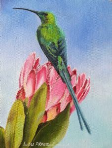 "Malachite Sunbird on Pink Ice Protea"