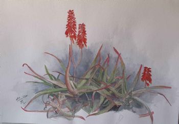 "Aloe, Fire in the mist"