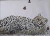 "Baby Leopard with Butterflies"