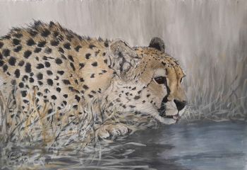 "Happy Hour, Leopard Drinking water"