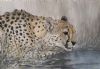 "Happy Hour, Leopard Drinking water"