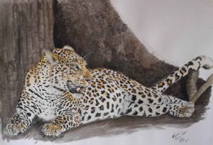 "Leopard: Lounging Under A Tree"