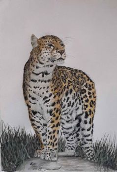 "Leopard: King of the Hill"