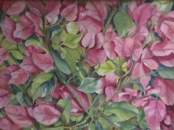 "Bougainvillea"
