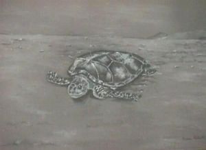 "Turtle"