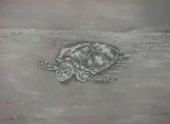 "Turtle"