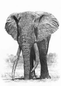 "Tsavo's magnificent 7, LU-1, Lugard"