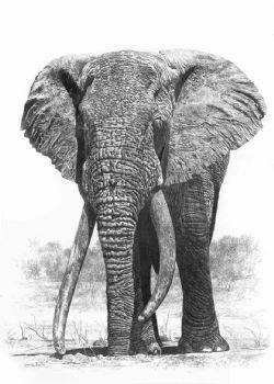 "Tsavo's magnificent 7, LU-1, Lugard"