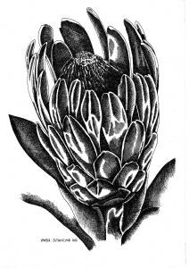 "Protea Pen 2017"