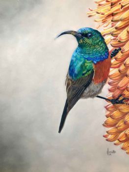 "Greater Double Collared Sunbird"