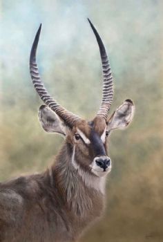 "Kobus - Waterbuck Bull"
