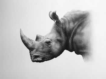 "White Rhino"