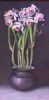 "Purple Orchid"