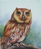 "Tawny Owl"