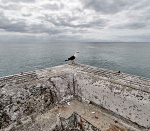 "Gull at the Centre of the World"