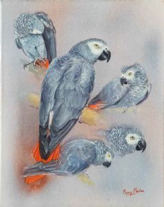 "African Grey Parrot Studies"