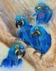 "Hyacinth Macaws"