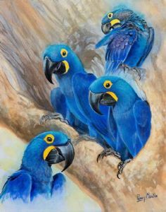 "Hyacinth Macaws"