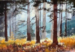 "Knysna Forest Lights"
