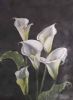 "White Arum Lilies"
