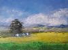 "Cape Canola Field 1"