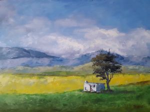 "Cape Canola Field 2"