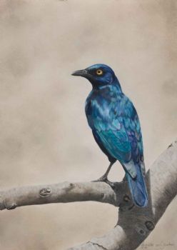 "Cape Starling"