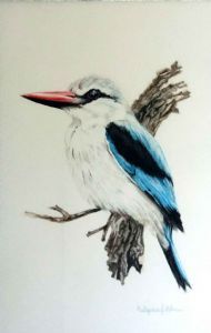 "Woodland Kingfisher "